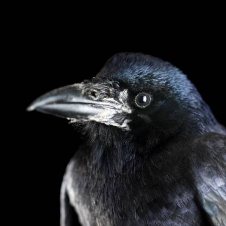 A Creepy Gathering of Crows for Halloween Festivities