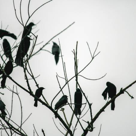 A Dreadful Murder of Crows in the Shadows for Halloween