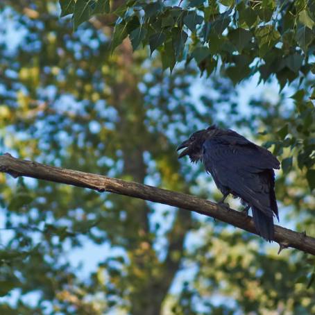 A Sinister Murder of Crows Gathering for Halloween Night