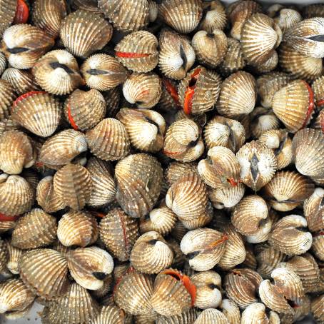 Abstract Brown Cockles with Raw Seafoods on Ice Scallops and Tegillarca Granosa