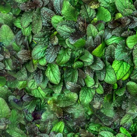 Abstract Green Leaves with Sunshine Polyscias Guilfoylei, Geranium Aralia