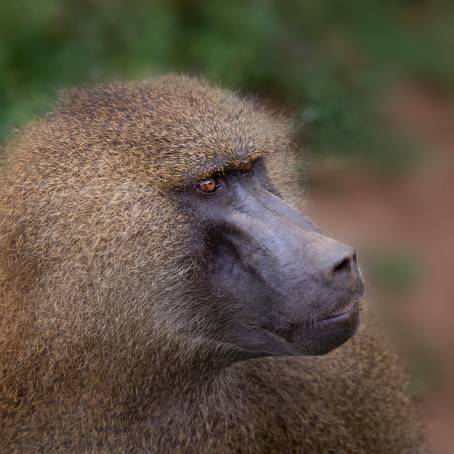 Active African Monkeys Enjoying Playtime at Monkey Park