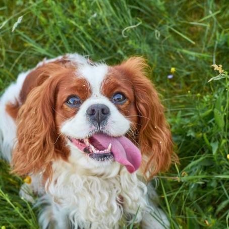 Adorable Cavalier Spaniel Dog Portrait Capturing the Charm of a Cute Companion