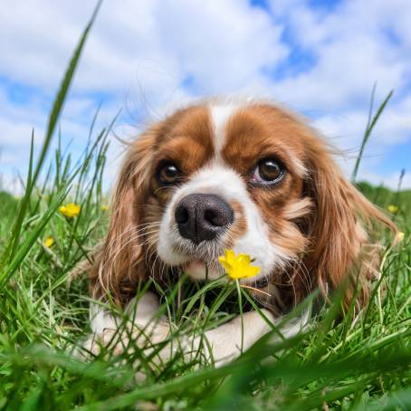 Adorable Cavalier Spaniel Portrait Capturing the Affectionate Nature of a Cute Pet