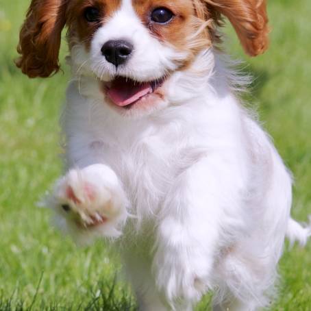 Adorable Cavalier Spaniel Portrait Capturing the Sweet Nature of a Cute Dog