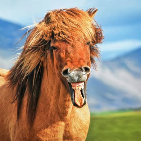 Adorable Smiling Horse at Latvian Zoo