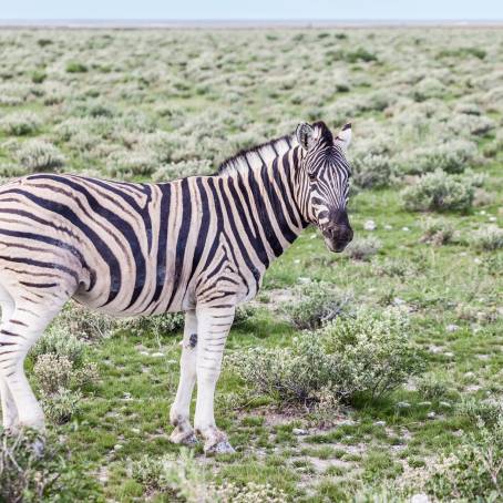 Adult Burchells Zebras Alert in Kruger Park