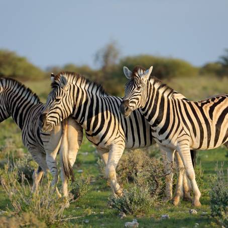 Adult Burchells Zebras in Kruger National Park