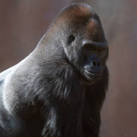 Adult Gorilla Western Lowland Species Captive at Zoo