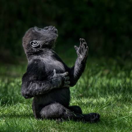 Adult Western Lowland Gorilla in Captive Environment