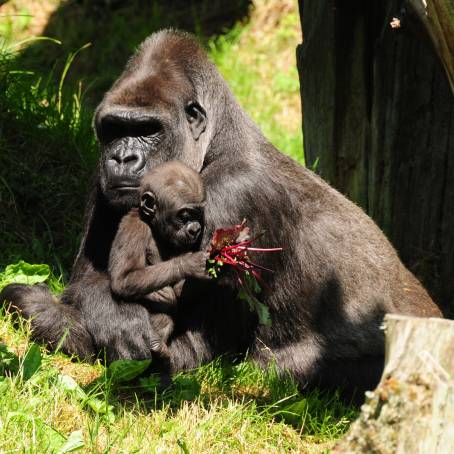 Adult Western Lowland Gorilla in Captive Zoo Setting