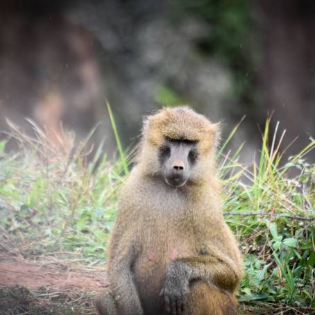 African Monkeys Enjoying Playtime at Monkey Park