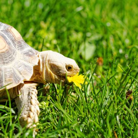 African Spurred Tortoise Crawling Through Its Environment