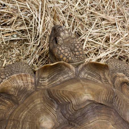 African Spurred Tortoise Enjoying a Desert Oasis