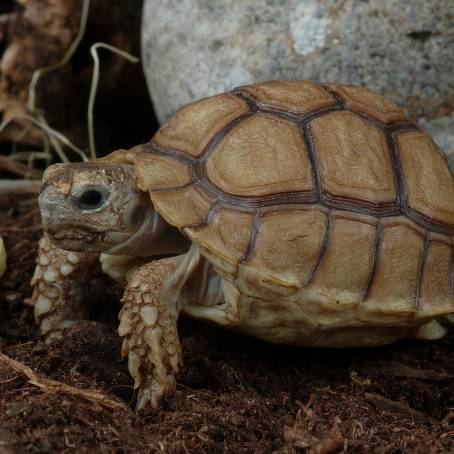 African Spurred Tortoise Exploring Its Natural Habitat