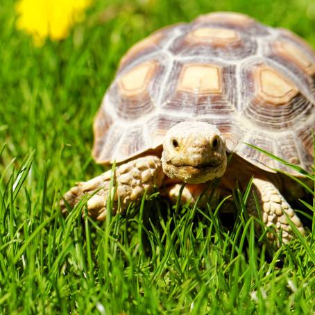 African Spurred Tortoise in a DesertLike Environment