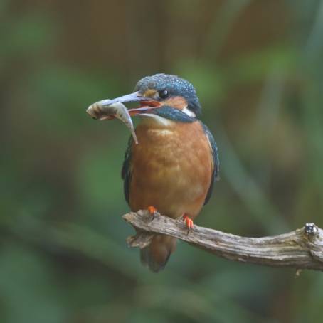 Alcedo atthis Copulation on Beech Trunk, NRW, Germany