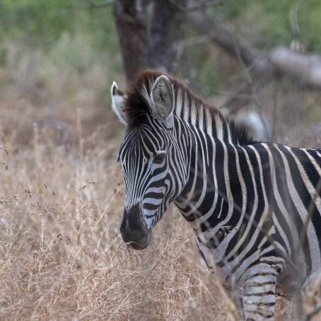 Alert Adult Burchells Zebras in Kruger Park