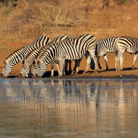 Alert Burchells Zebras in Kruger Park, South Africa