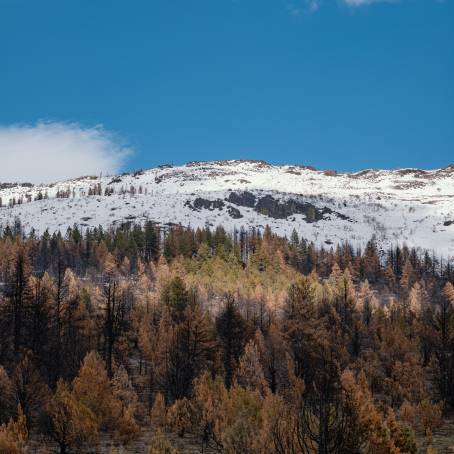 Alpine Sunset Beauty Snowy Peaks and Frosty Winter Trees