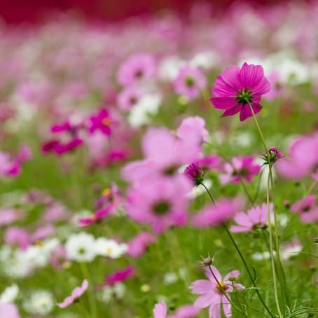 Amazing Cosmos Flower Field A Beautiful Landscape of Blooming Colors and Scenic Beauty