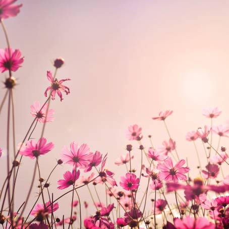 Amazing Cosmos Flower Field A Landscape of Natural Beauty and Blooming Colors