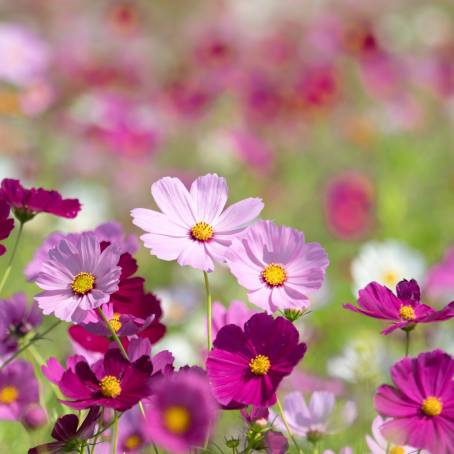 Amazing Cosmos Flower Field A Stunning Landscape of Blooming Beauty