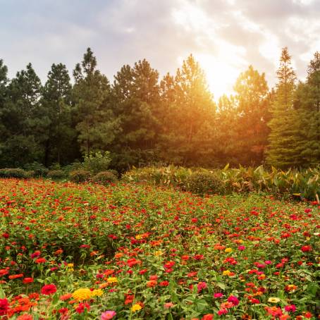 Amazing Cosmos Flower Field A Stunning Landscape of Natures Blooming Beauty