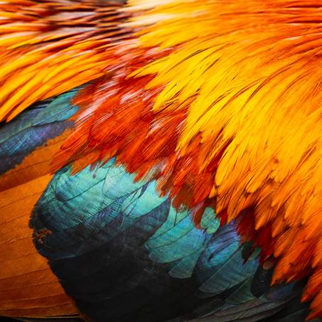 Artistic Close Up of a Feather Background with Multicolored Hues and Yellow Tips