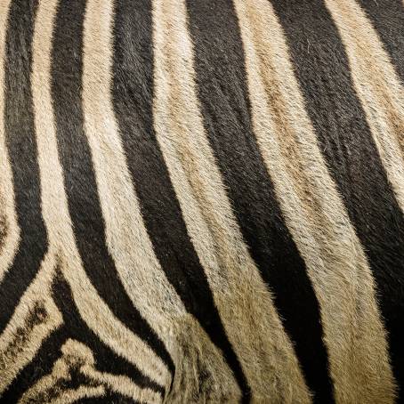 Artistic Zebra Fur Texture for Modern Wool Design and Flyers