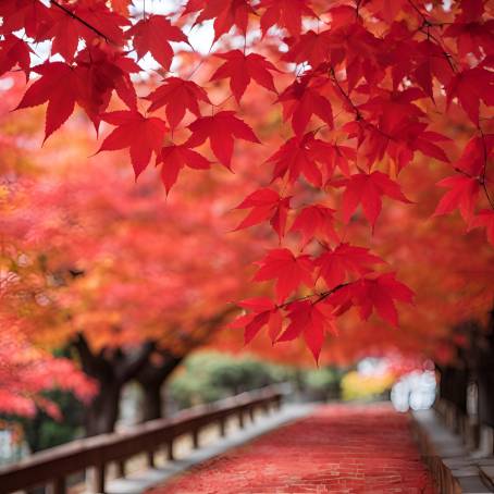 Autumn Glory with Red Maple Leaves at Homangu Kamado Shrine Fukuoka, Japans Scenic Delight