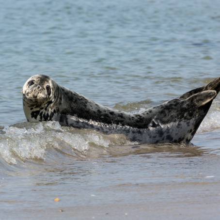 Baby Grey Seal and Mother on Helgoland Beach