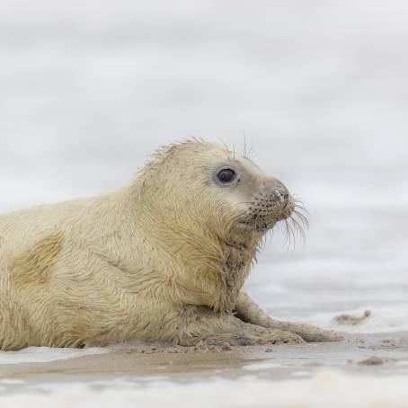 Baby Grey Seal with Mother at Island of Dune Beach