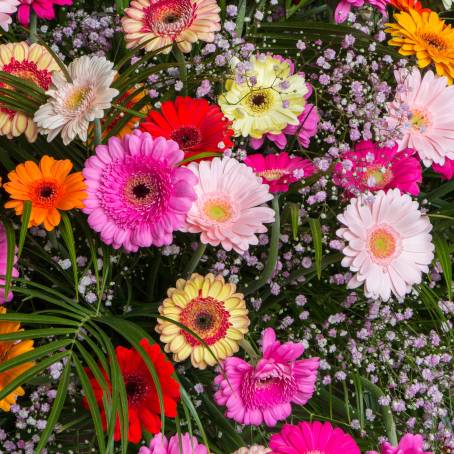 Background with Beautiful Pink Gerbera Daisy