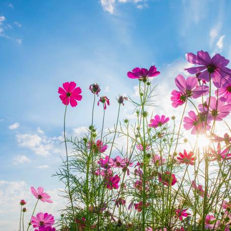 Beautiful Cosmos Flower Field A Vibrant Landscape of Blooming Nature