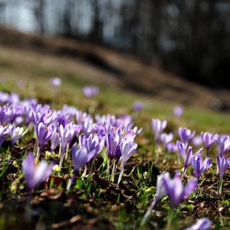 Beautiful Crocus Flowers Glowing in the Sunshine