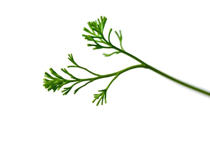 Beautiful Green Parsley Twig Isolated on White Close Up View