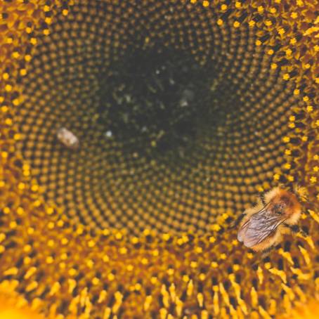 Bee Landing on Sunflower Macro Photography Focus