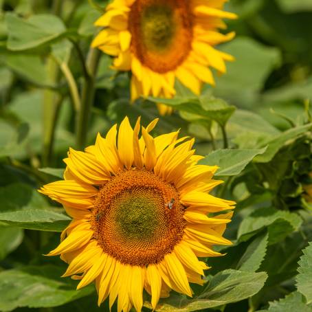 Bee Macro Photography on Bright Sunflower Bloom