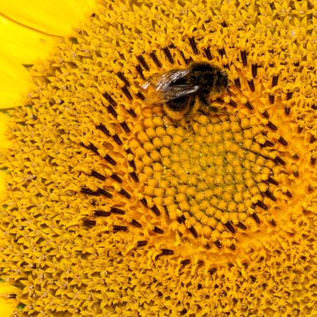 Bee on Sunflower Macro Detailed Floral CloseUp