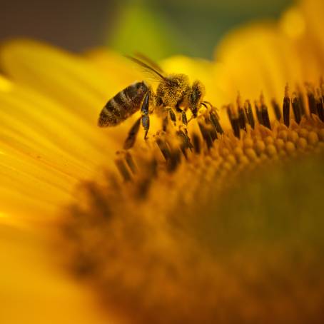 Bee on Sunflower Macro Photography with Fine Details