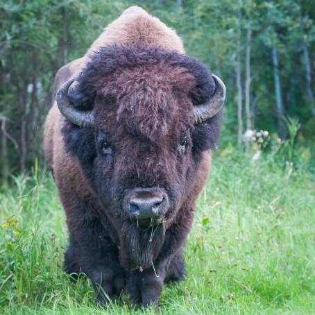 Bison Grazing in Alberta Waterton Lakes National Park