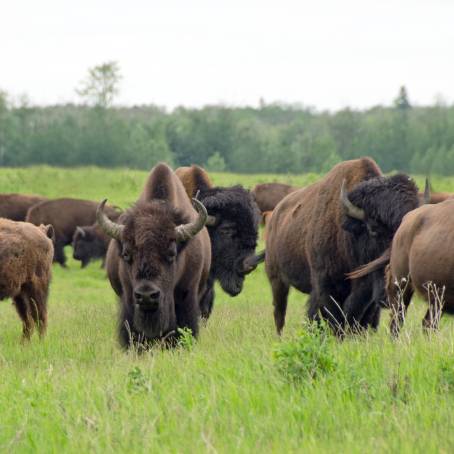 Bison Herd in Waterton Lakes National Park, Alberta, Canada