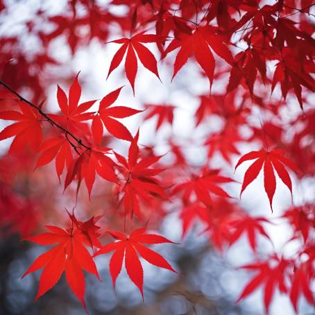 Blazing red momiji leaves during autumn with a blurred background in Japan