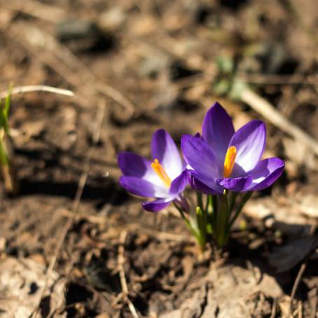 Blooming Crocus Flowers Under Radiant Daylight