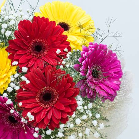 Blooming Gerbera Daisy in Pink on Canvas