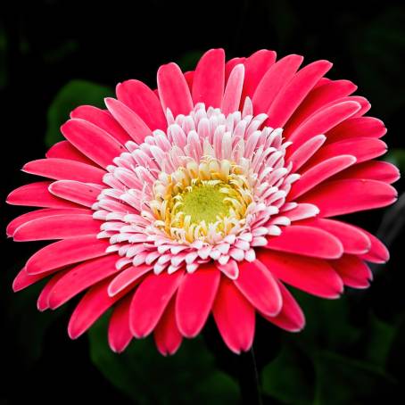 Blooming Pink Gerbera Daisy with Elegant Black Background