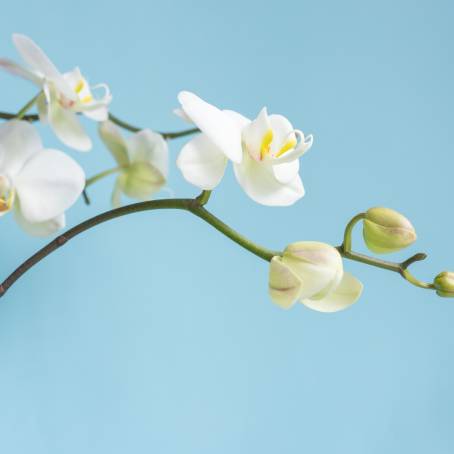 Bottom View of Orchids Against Blue Sky Background