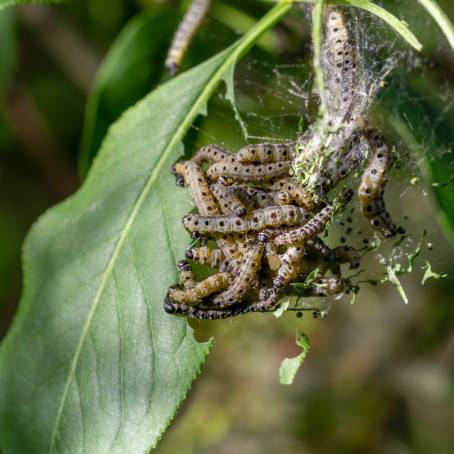 Box Tree Caterpillar Effects on Leaf Health and Plant Growth