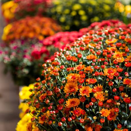 Bright Chrysanthemums Blue, Pink, Red, and Yellow Flower Display